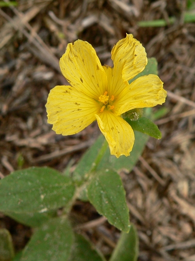 {Piriqueta caroliniana}